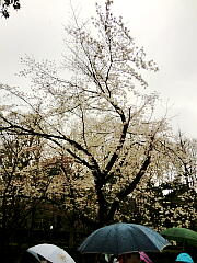 ���R���牀�̍��̎ʐ^�P