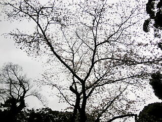 �뉀���p�ق̍��̎ʐ^�P