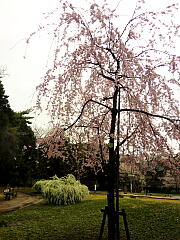 �ǂ񂮂莙���V���̍��̎ʐ^�Q