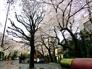 ���������V�̍��̎ʐ^