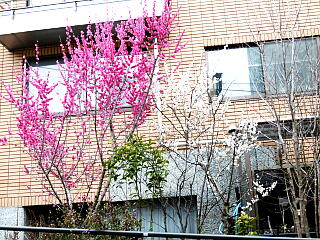 ���ʂ��猩���~�̎ʐ^